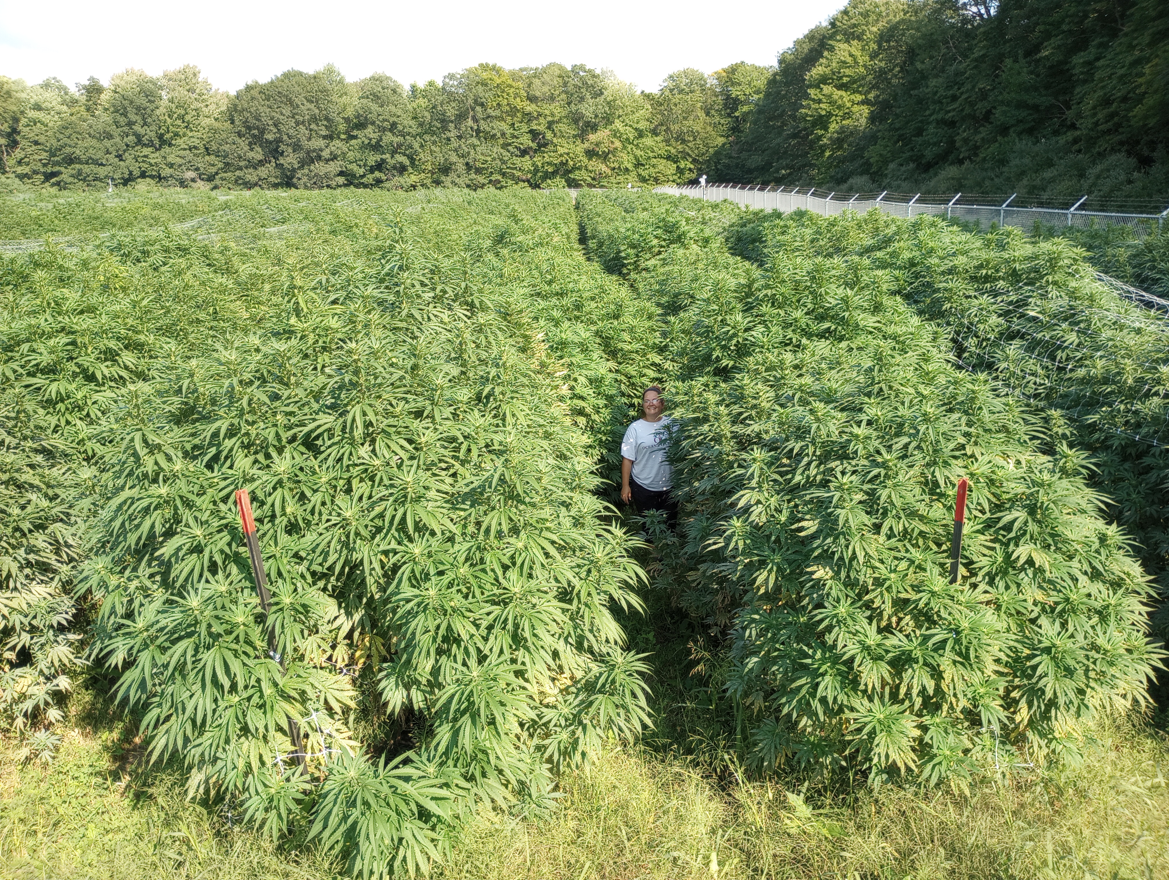 Mechanized Cannabis Cultivation - Image 2