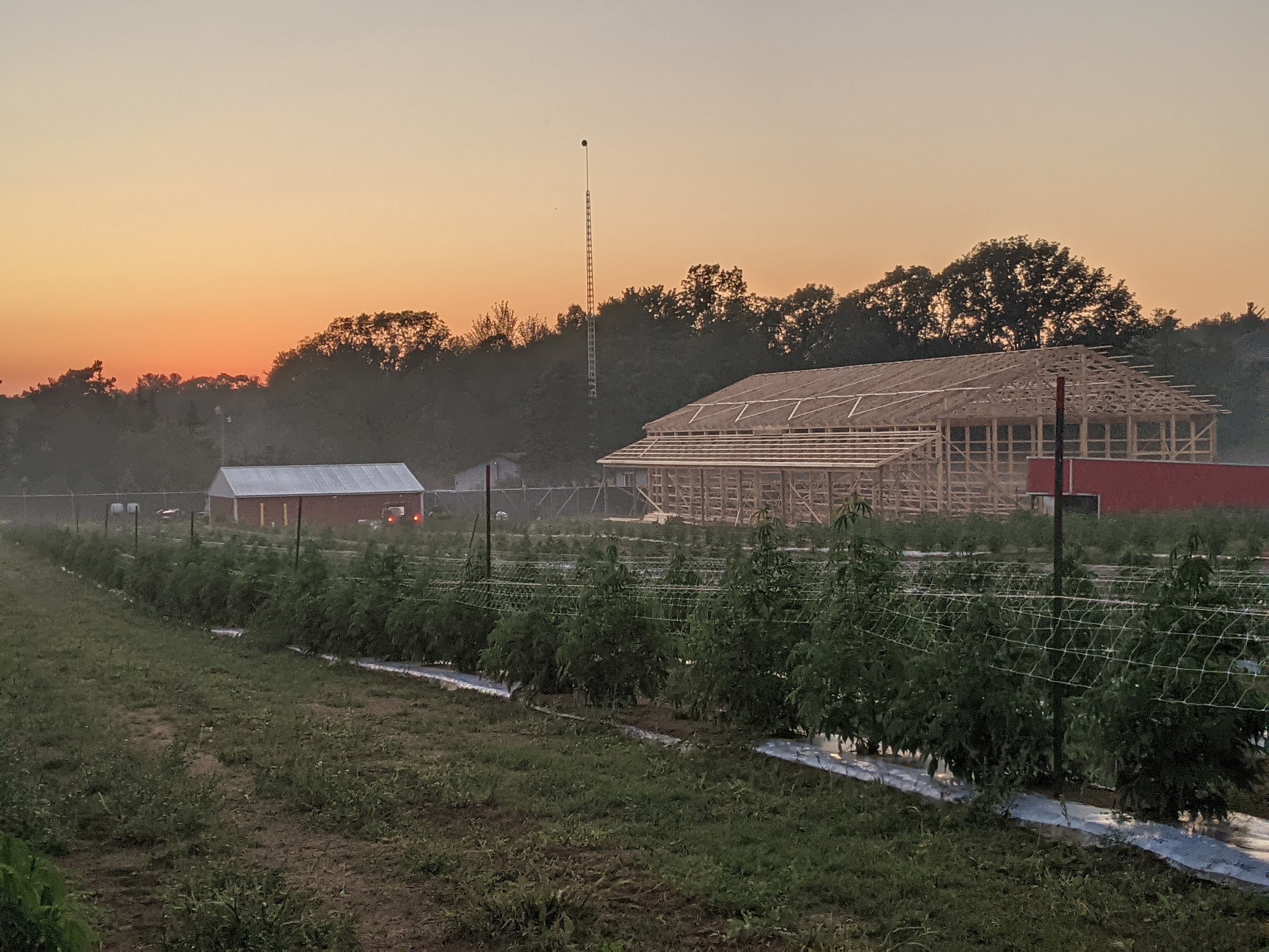 Mechanized Cannabis Cultivation - barn-construction.jpg