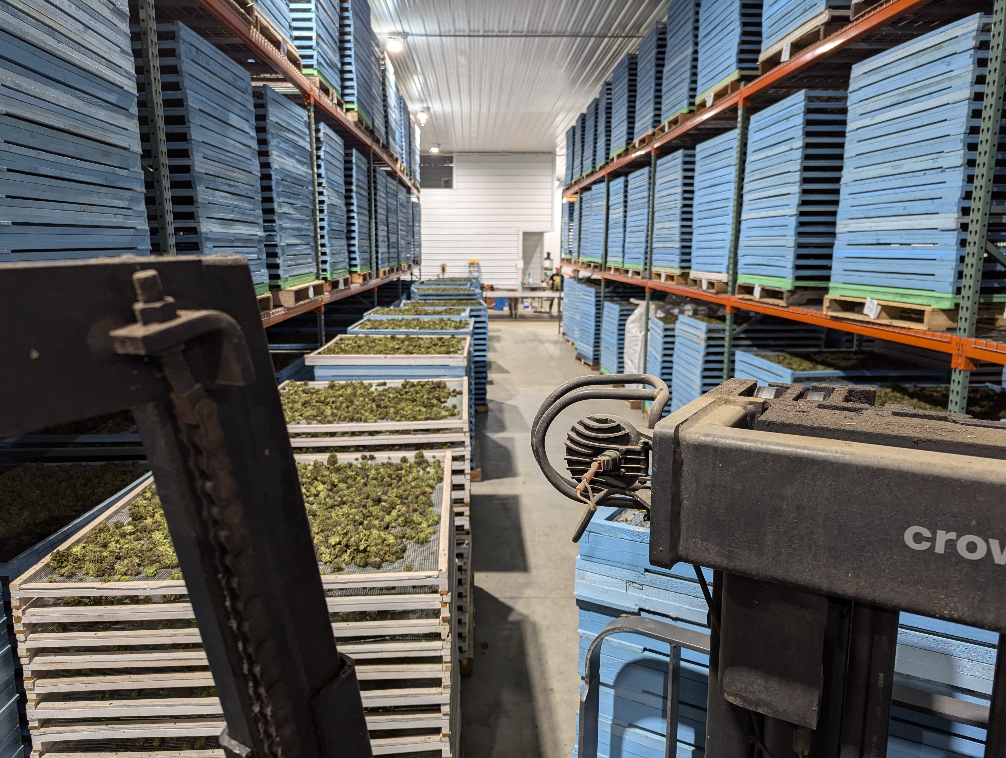 Mechanized Cannabis Cultivation - drying.jpg