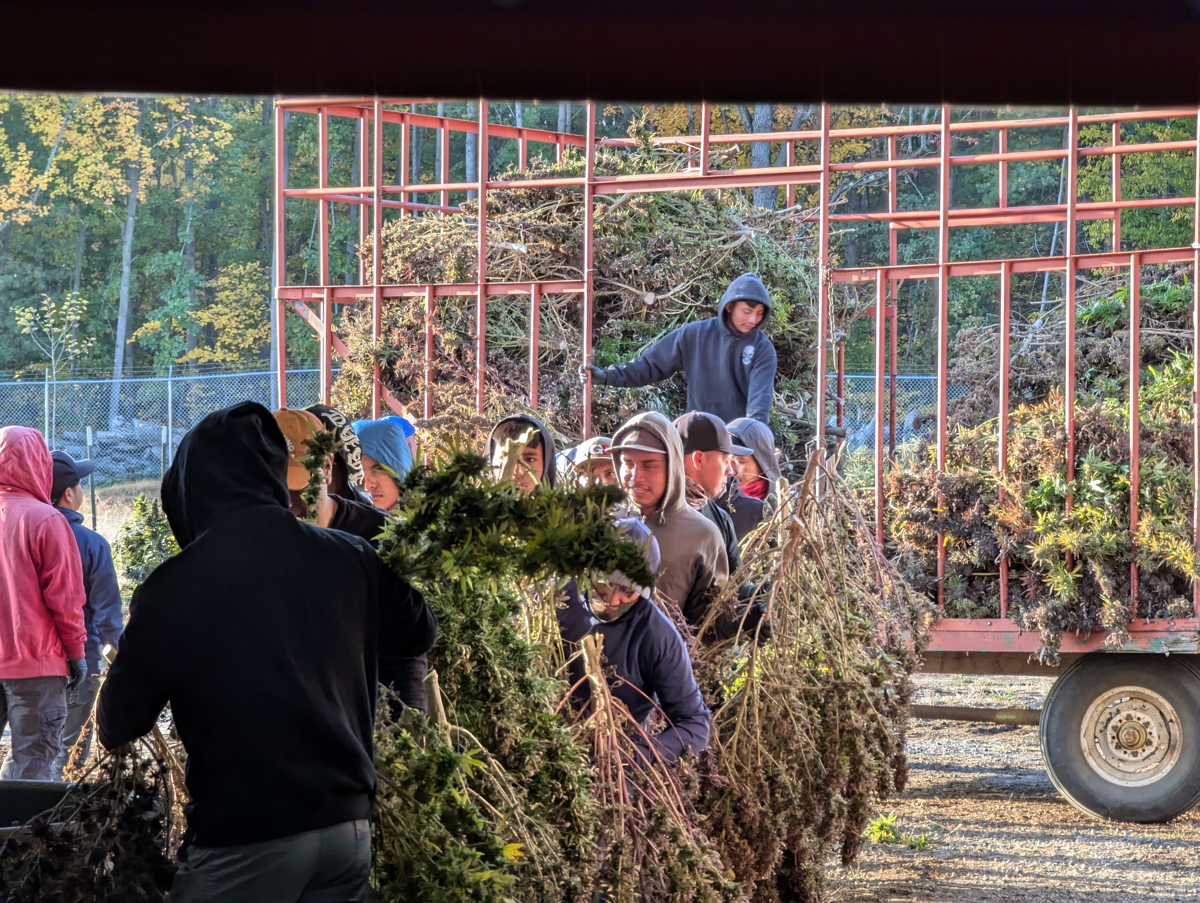 Mechanized Cannabis Cultivation - harvest.jpg