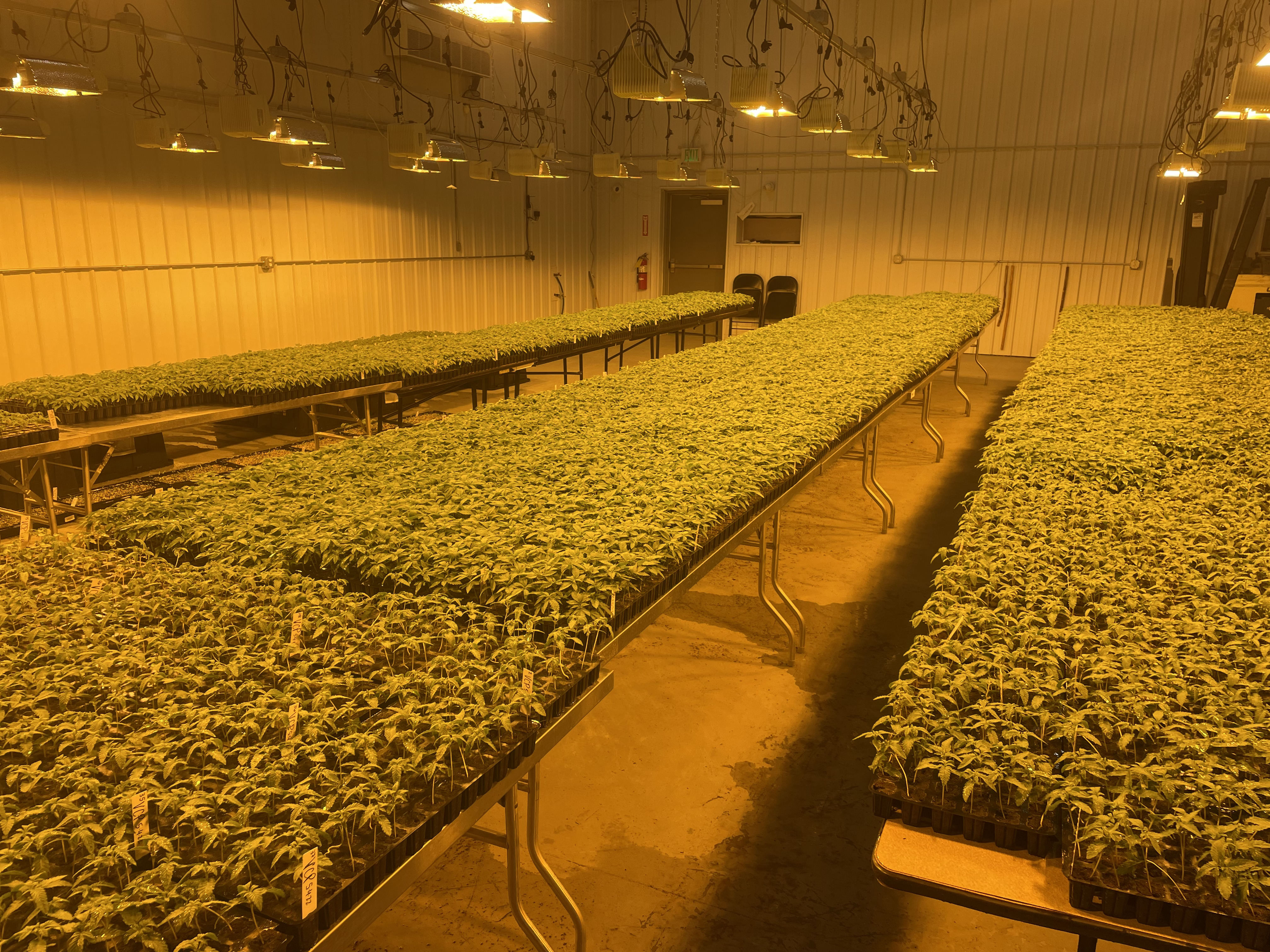 Mechanized Cannabis Cultivation - seedlings.jpg