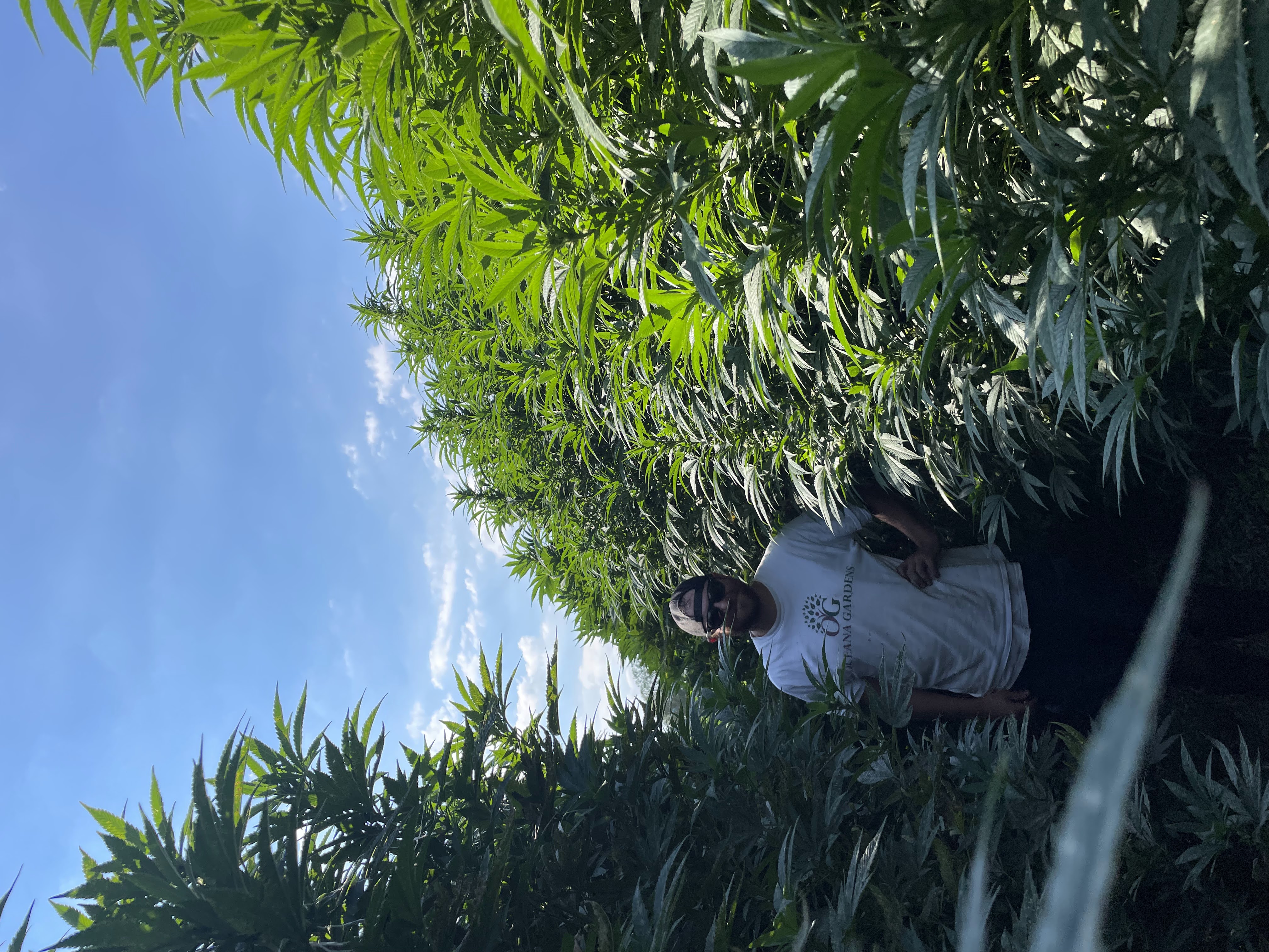 Mechanized Cannabis Cultivation - tall-plants.jpg