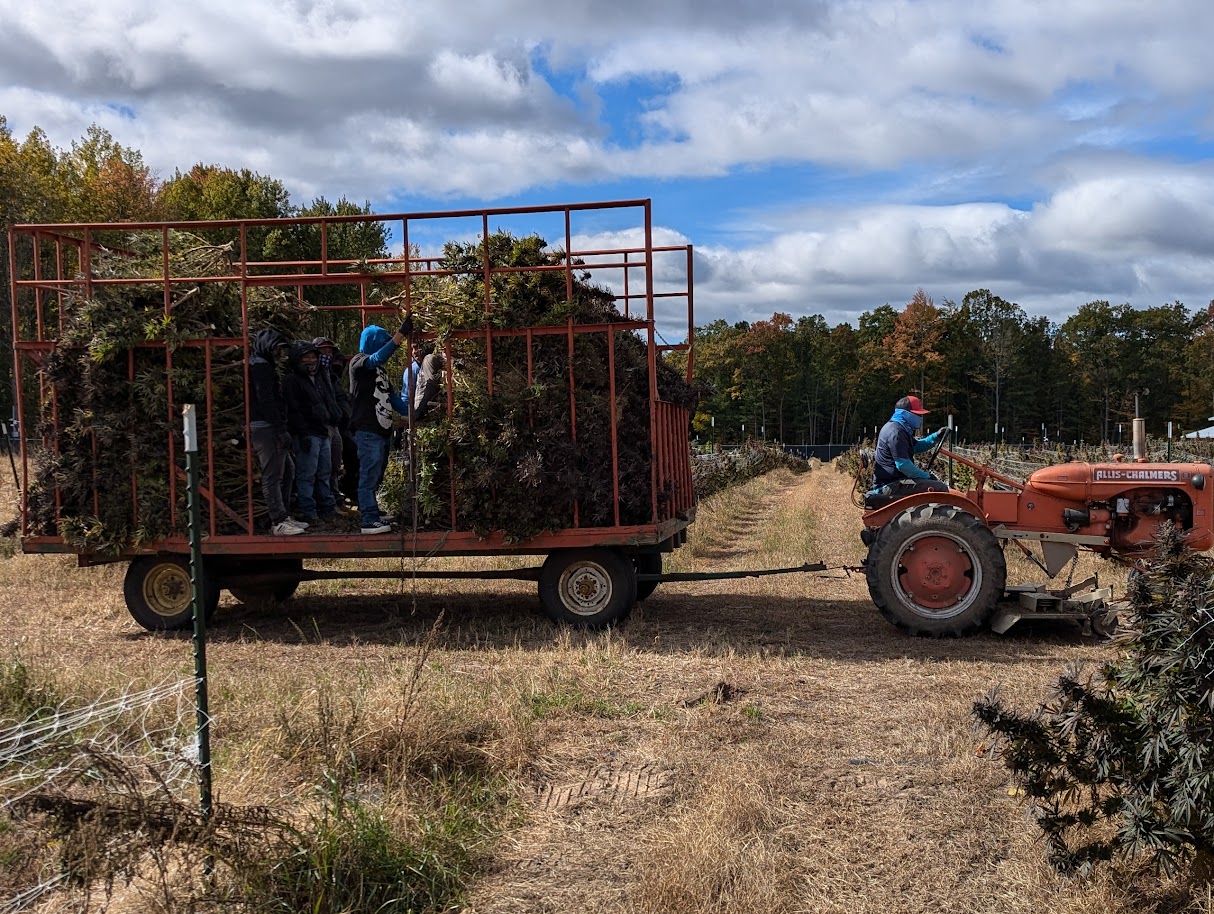 Mechanized Cannabis Cultivation - Image 3